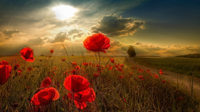 1080P, widescreen nature  high resolution 1920x1080