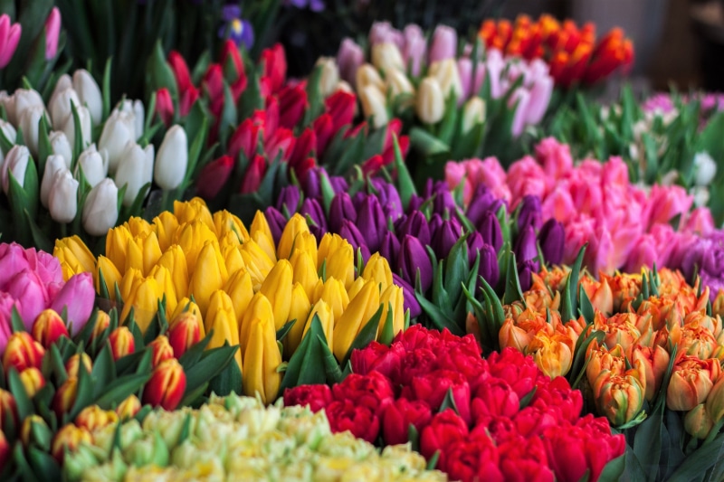 tulip, choice, large group of objects, retail, flower arrangement, bunch of flowers, no people, close-up, petal, variation, retail display, multi colored