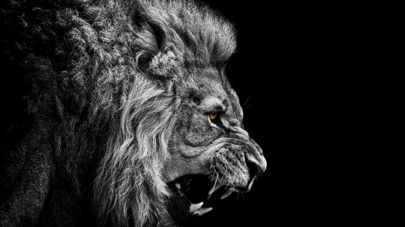 looking, animal wildlife, domestic animals, animal, indoors, mammal, domestic, animal themes, no people, profile view, 1080P, studio shot, lion high resolution  widescreen
