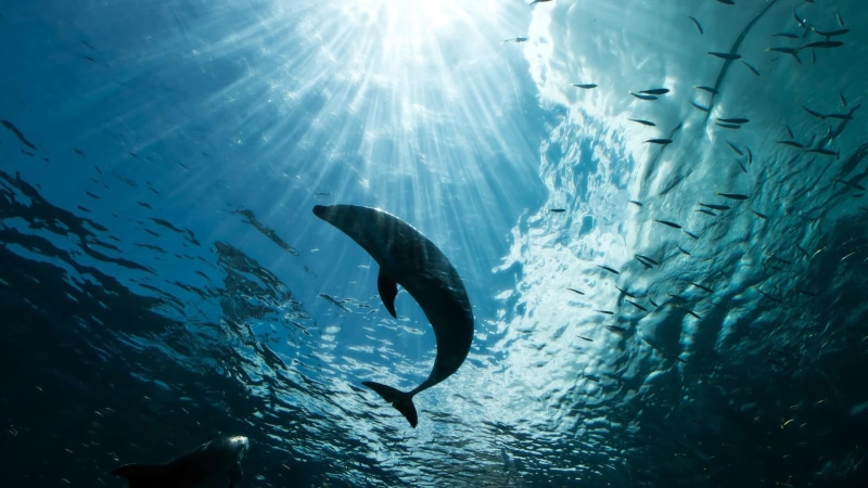 1080P, rays, sunray, dolphin, swimming, animal themes, animal, water, one animal, nature, underwater, freediving, undersea, sunbeam, sunrays, vertebrate