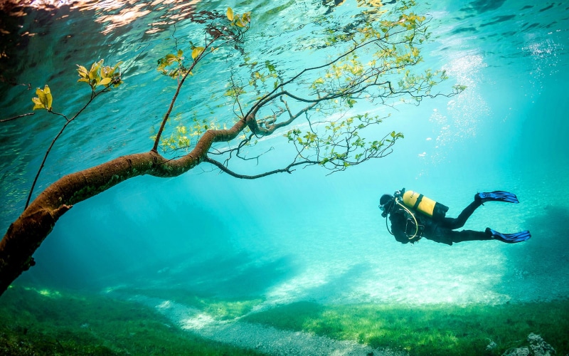 grass, tree, hd, underwater, 1080P, nature, diver