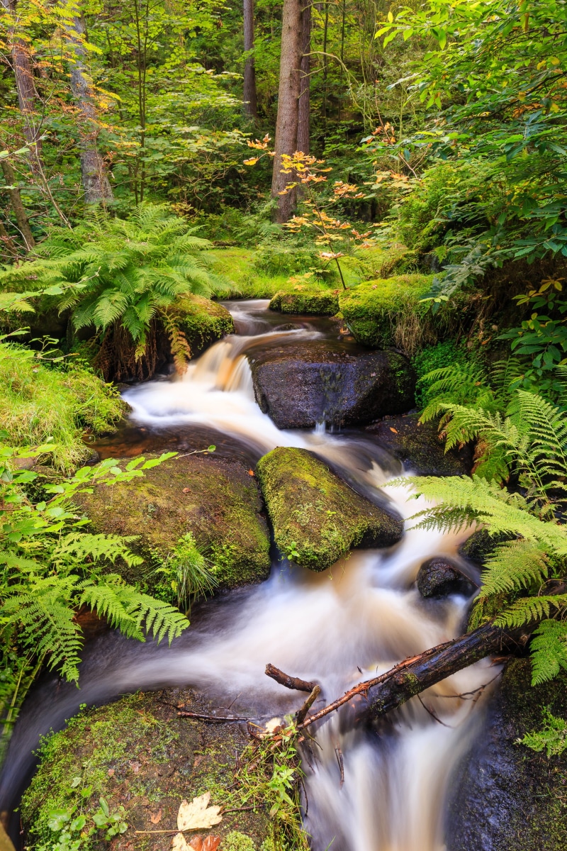 35mm, forest, 2K, tropical Rainforest, waterfall, England, Landscape, flora, trees, flowing, wide angle, stream, river, nature, freshness, outdoors, 4L