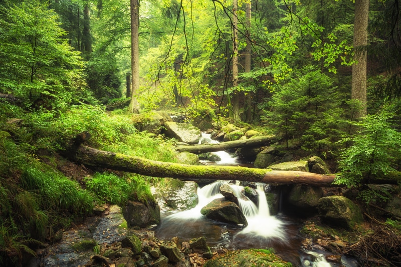 green Color, Herbst, NAtur, formation, beauty In Nature, im, woodland, Tour, river, forest, eine, Germany, moss, lapse, Wald, fluss, summer, Sachsen-Anhalt