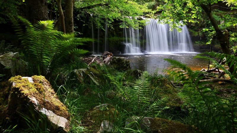 scenics - nature, land, motion, outdoors, plant, lush foliage, tranquility, nature, rainforest, flowing water, 1080P, environment, growth, tree, green color
