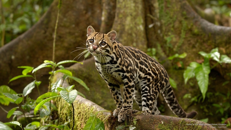 Animals, rainforest, amazon, ecuador, 2K, ocelot