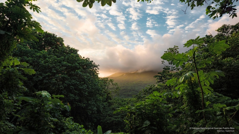 Nature, rainforest, puerto, yunque, el, 2K, sunrise, rico