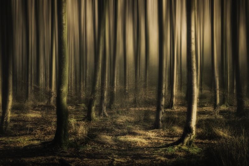 backgrounds, photo, mystery, outdoors, nature, beech, tree, jones, series, Into the mist, forest, dark, rainforest, woodland, campbell, photography, east  devon