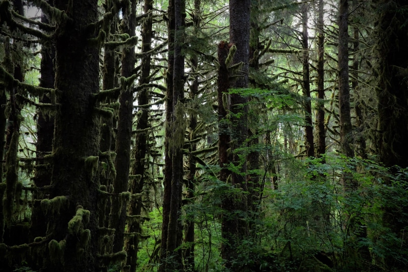 woodland, remote, tree trunk, bamboo - plant, growth, forest, green color, washington, pacific northwest, forks, trunk, plant, tree, tranquility, united states