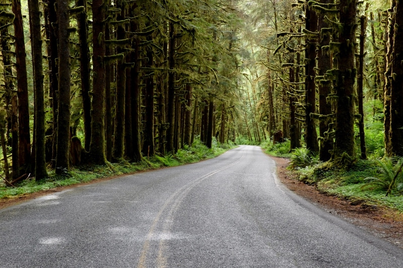 olympic national parc, washington, road, the way forward, tranquility, beauty in nature, empty road, growth, trees, tree trunk, 4K, washington state, rainforest