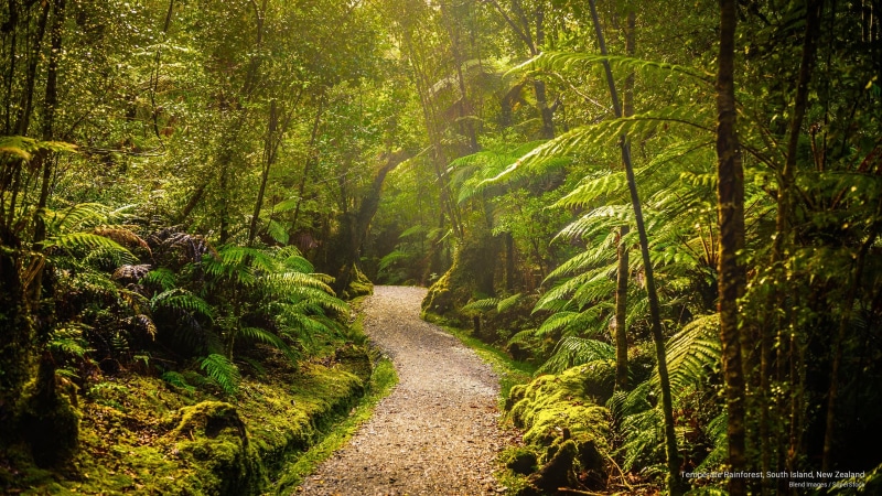 Nature, island, 2K, zealand, south, temperate, new, rainforest