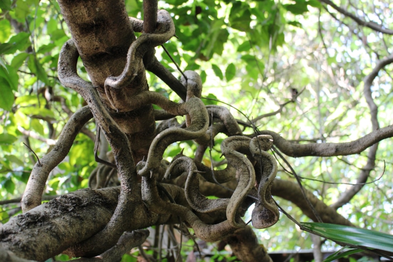 strength, tree, tropical, forest, knot, wood, chain, old, focus on foreground, gnarled, twine, branch, twist, plant part, creeper, nature, no people, day