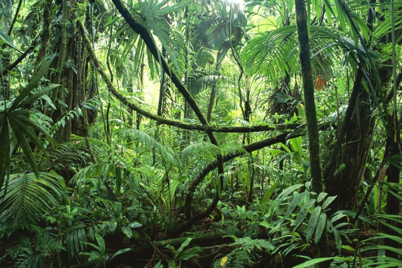 no People, green, scenics, plants, environmental Conservation, tropical Climate, tropical Rainforest, bamboo - Plant, moisture, green Color, branch, forest
