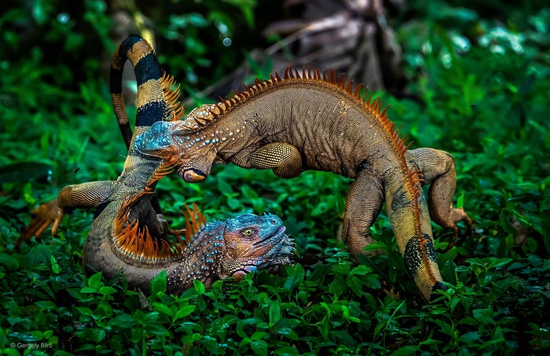 leaves, no people, grass, chameleon, nature, close-up, day, lizard, animals in the wild, aggression, geckos, iguana, multicolored, animal, full length