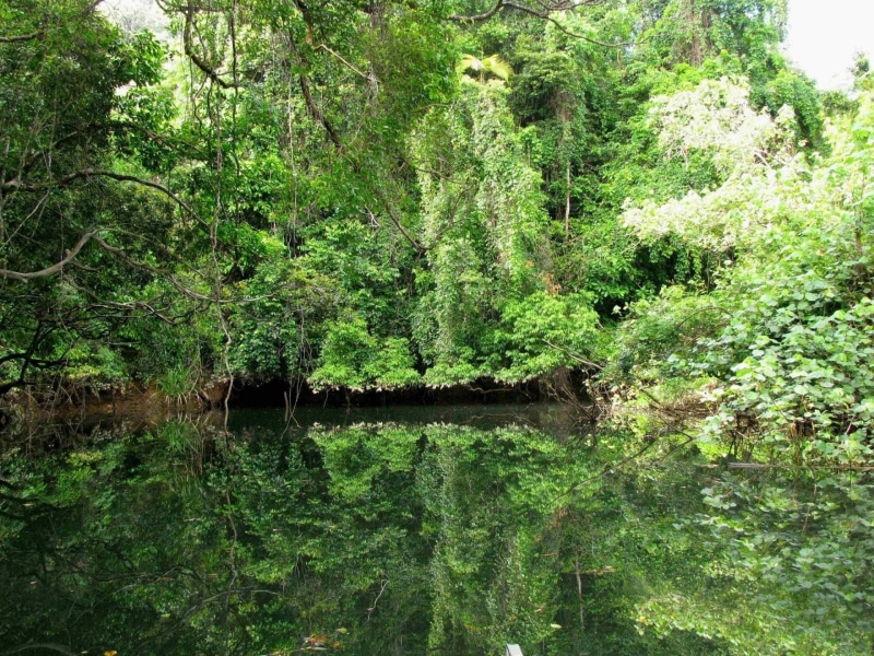 Forest, 1080P, Daintree Rainforest, Earth