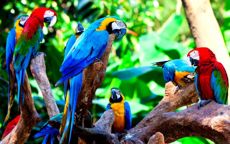 tropical, birds, wildlife, parrots, bird, parrot, nature, 4K