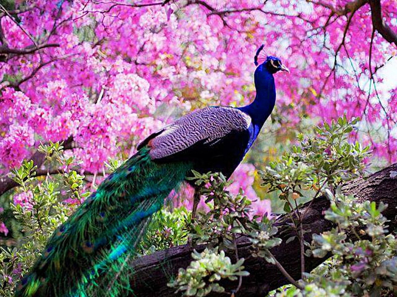 Bird, Birds, Peacock, Animal, Indian Peafowl, 720P, Peafowl