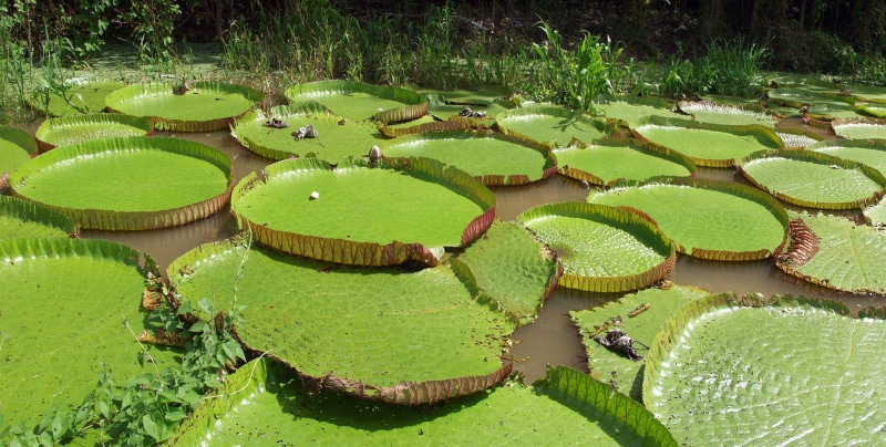 amazonica, float, plant, flora, green Color, swamp, leaf, huge, high angle view, large, victoria, water, floating, lotus water lily, leaves, water lilies
