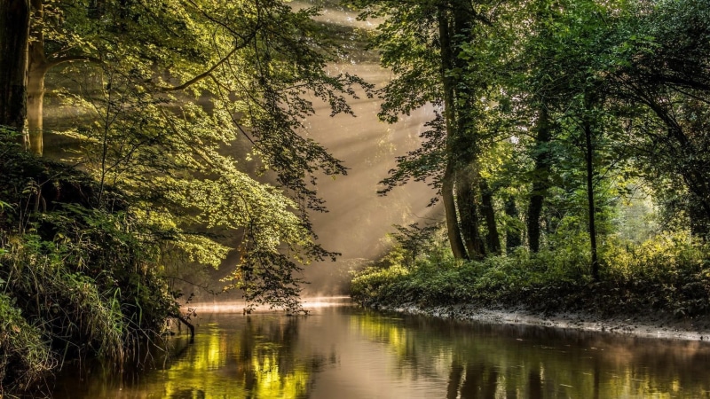 wilderness, green, water, leaf, woodland, river, bank, reflection, ecosystem, 1080P, sunray, vegetation, waterway, tree, forest