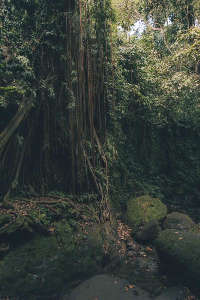 day, tranquility, growth, monkeyforest, plant, bush, canon, vegetation, rock, scenics - nature, tree, tranquil scene, bali, 5K, river, green color, grove