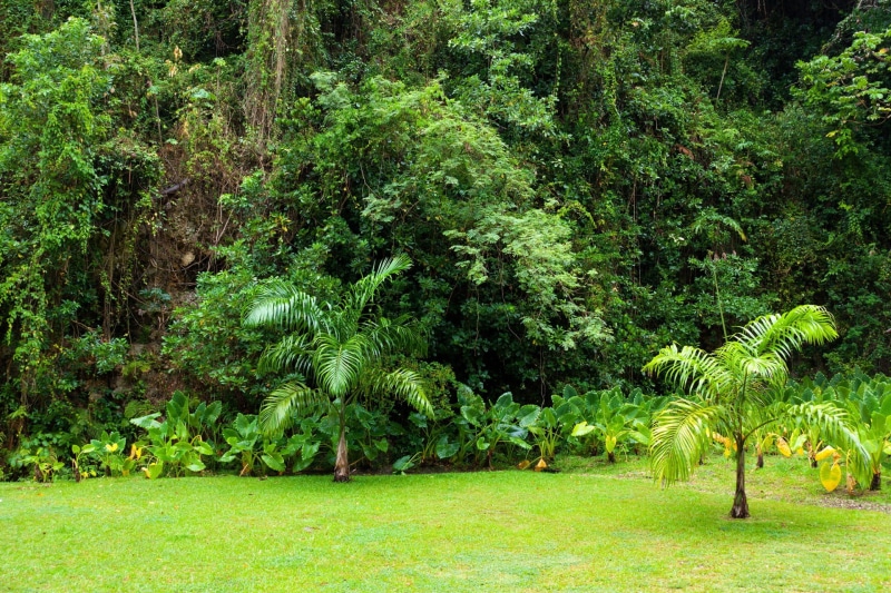 forest, green, greenery, outdoors, environment, leaves, nature, scenics - nature, non-urban scene, beauty in nature, park, foliage, day, plant, tranquility