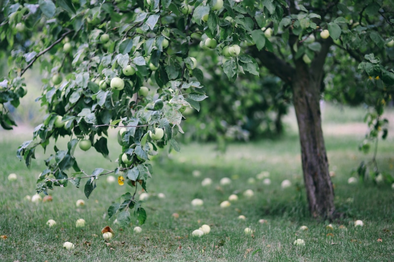 vegetables, land, orchard, flora, nature, healthy eating, agriculture, growth, summer, plant, food and drink, fruits, blooming, 5K, outdoors, green Color