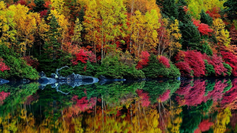 tranquil scene, water, plant, deciduous, idyllic, 1080P, reflection, nature, tree, leaves, tranquility, autumn, vegetation, fall, flora, autumn collection