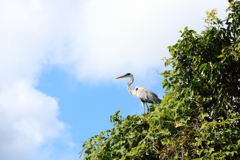 green color, scenic, animals in the wild, water, puddle, animal wildlife, white, forest, tree, nature, jungle, landscape, animal world, low angle view