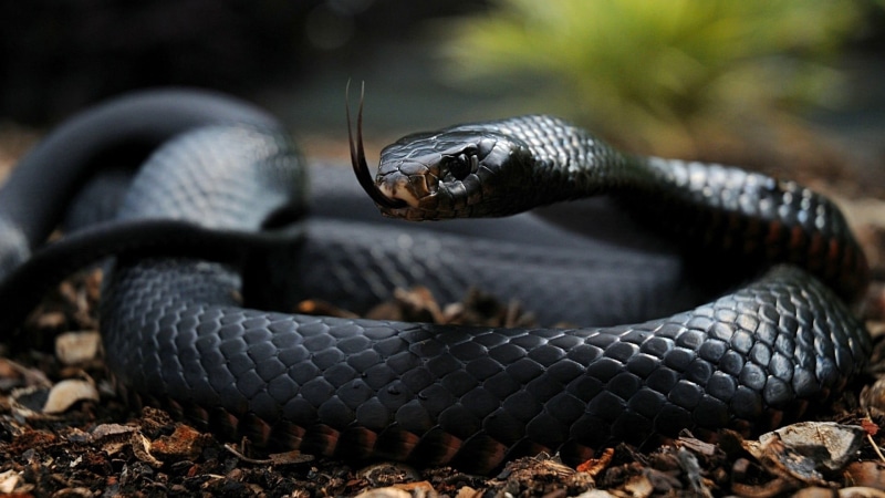 poisonous, mamba, animal themes, vertebrate, nature, warning sign, curled up, land, reptiles, animal mouth, aggression, 1080P, no people, one animal, rainforest