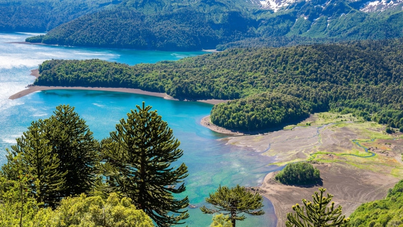 conguillío national park, scenics - nature, no people, forest, high angle view, idyllic, parque nacional conguillío, coniferous tree, tranquility, vegetation