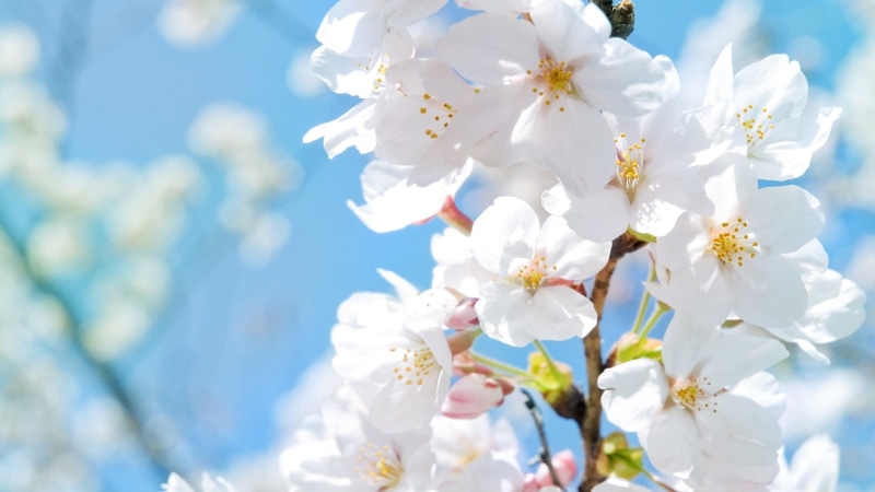 Spring, orchid, Cherry, Blossoms, White, yellow, pink, 1080P