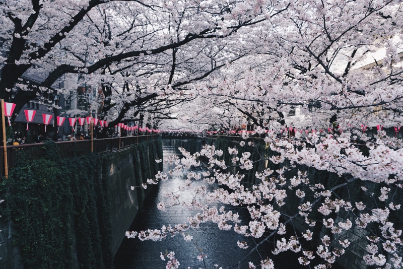 canal, growth, outdoors, blossom, tree, day, flowering plant, 4K, sakura, japan, meguro, fragility, beauty in nature, matsuri, cherry tree, water, spring