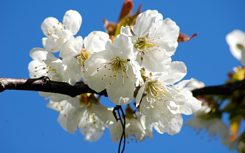 cherry blossom, tree, cherry, white, nature, flower, 3d and abstract, blossoms, 1080P