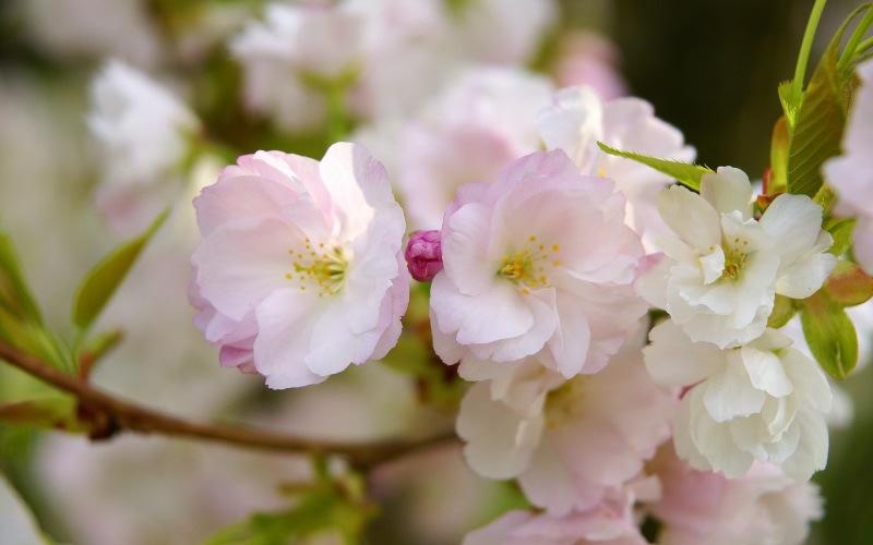 spring flowers, cherry, 1080P, 3d and abstract, japanese cherry, japanese