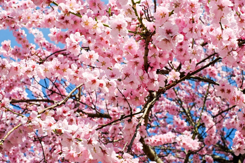 no people, flowering time, flowers, vulnerability, branch, bunch of flowers, color, focus, cherry tree, flower tree, tree, blütenmeer, spring, 4K, beauty in nature