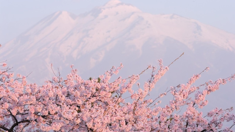 blossom, background, cherry, pink blossoms, 3d and abstract, mountains, tree, pink, 1080P, cloud, spring