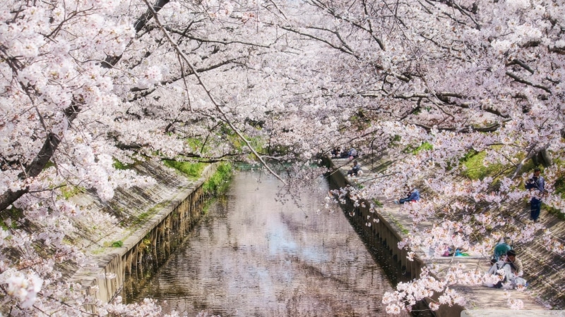 water, cherry, white, flowers, nature, blossom, 1080P, hd