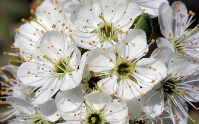 blossoms, flowering tree, 1080P, wild cherry, 3d and abstract, wild, spring, cherry, tree