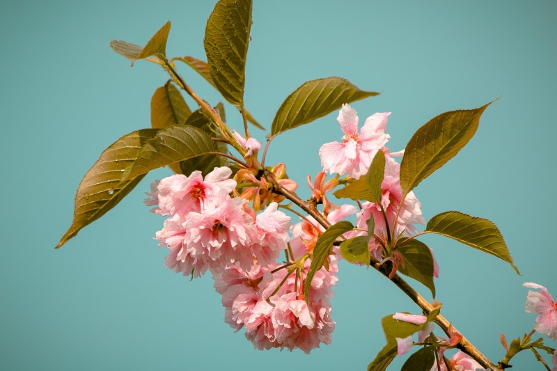 wet, drop of water, close-up, springtime, cherry blossom in the rain, beauty in nature, blossom, freshness, outdoors, petal, garden, flower, bloom, pollen