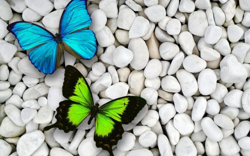 Stone, 1080P, White, Butterfly, Blue, Artistic, Green, Pebbles