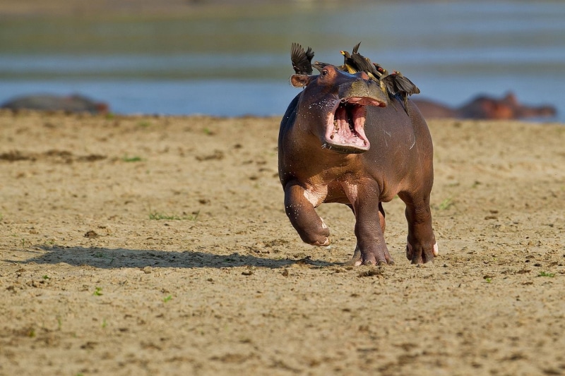 no people, humor, depth, wildlife, hippos, birds, shadow, beach, hippo, animal themes, mammal, 720P, depth of field, mouth, baby animals, seashore, animal body part