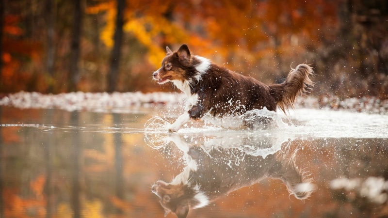 outdoors, domestic animals, vertebrate, pets, dog, splashing, water, running, short, nature, german shepherd, mammal, one animal, 1080P, motion, day, canine