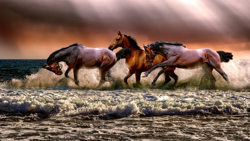 cloud - sky, beauty in nature, dust, horses, animals in the wild, herd, motion, group of animals, aggression, three, sea, domestic animals, cavalry, photo