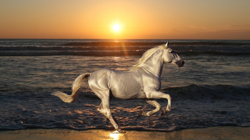 white, coastline, 1080P, beauty In Nature, nature, herbivorous, mammal, sand, water, horizon over water, mare, outdoors, sky, animal, no people, pets