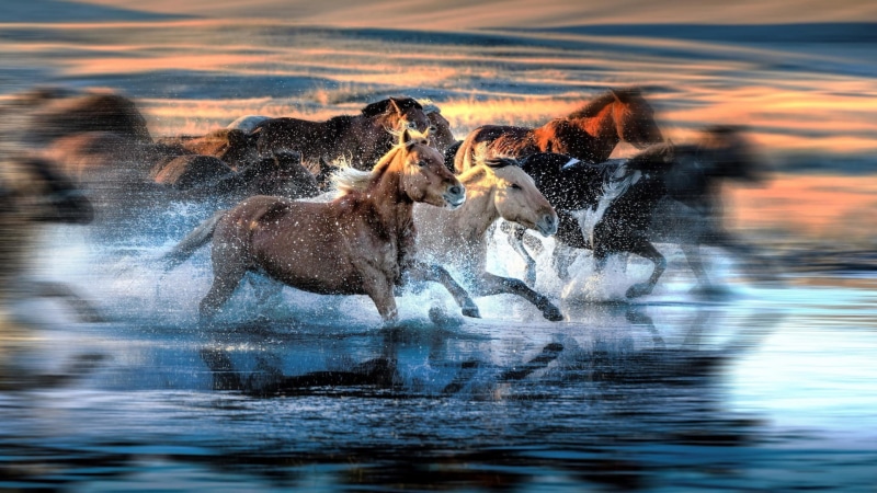 animal, nature, running, waterfront, animals, sunset, 1080P, beauty in nature, outdoors, splashing, herd, animal wildlife, speed, water, animals in the wild