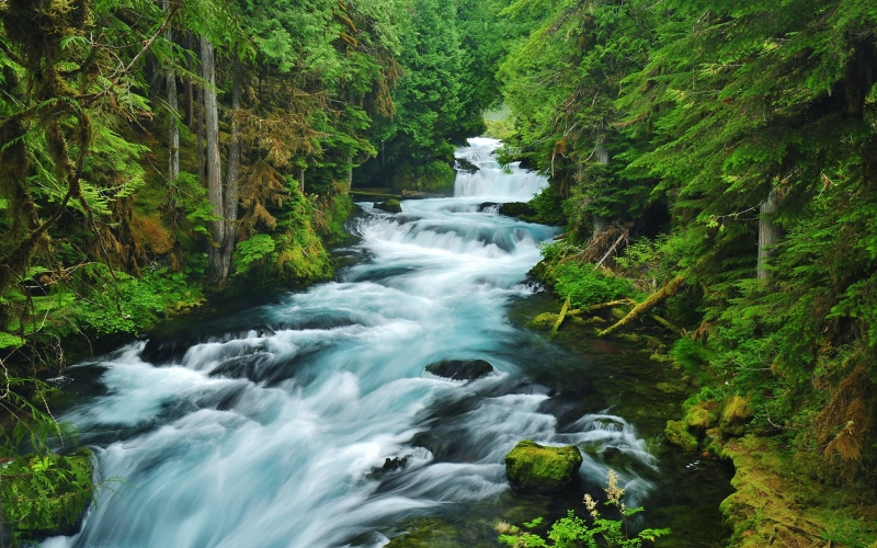 trees, water, moss, forest, river, 1080P, green, hd, nature, painting, running, tree