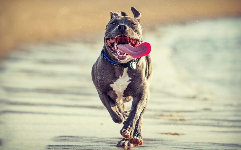 adult, domestic animals, mouth open, collar, animal themes, one animal, focus on foreground, gray, dog, running, canine, white, american, animal, no people