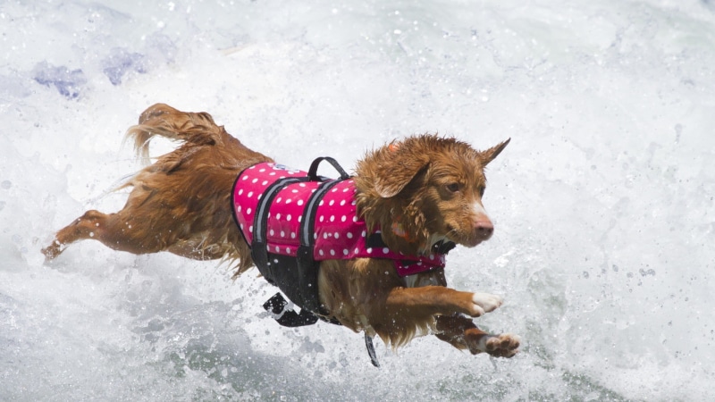 cold temperature, animal themes, pets, winter, 1080P, snow, nature, day, dog, running, brown, no people, mammal, vertebrate, snowing, water, one animal