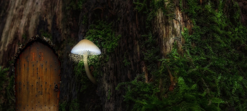 tree, nature, mushroom lamp, land, day, built structure, green color, growth, sphere, tree trunk, beauty in nature, plant, lighting equipment, tranquility