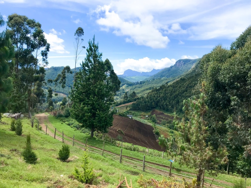 field, iphone, 1080P, green color, mountain, beauty in nature, tranquil scene, explore, tree, resort, india, valley, tranquility, scenics - nature, travel