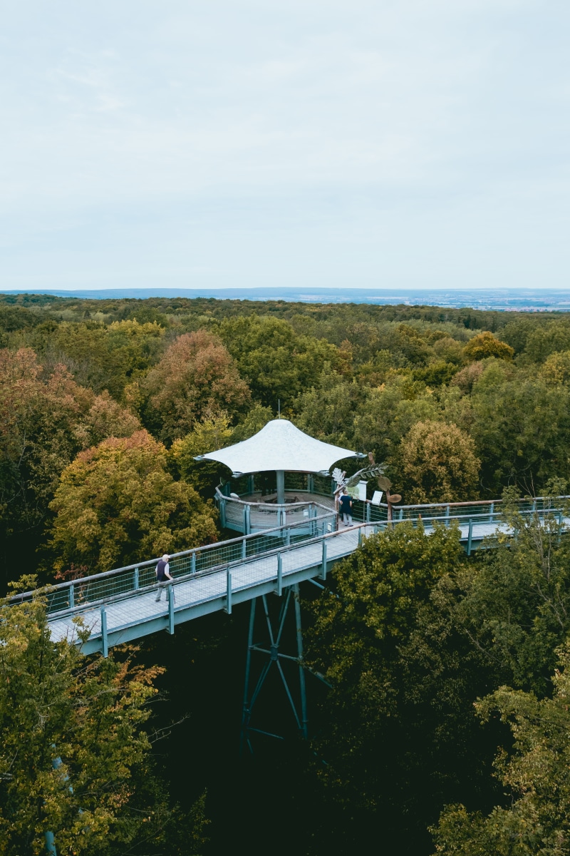 ranger, pfad, growth, green color, water, cloud - sky, high angle view, no people, national, baumkronen, forest, trees, tree, beauty in nature, land, treehouse